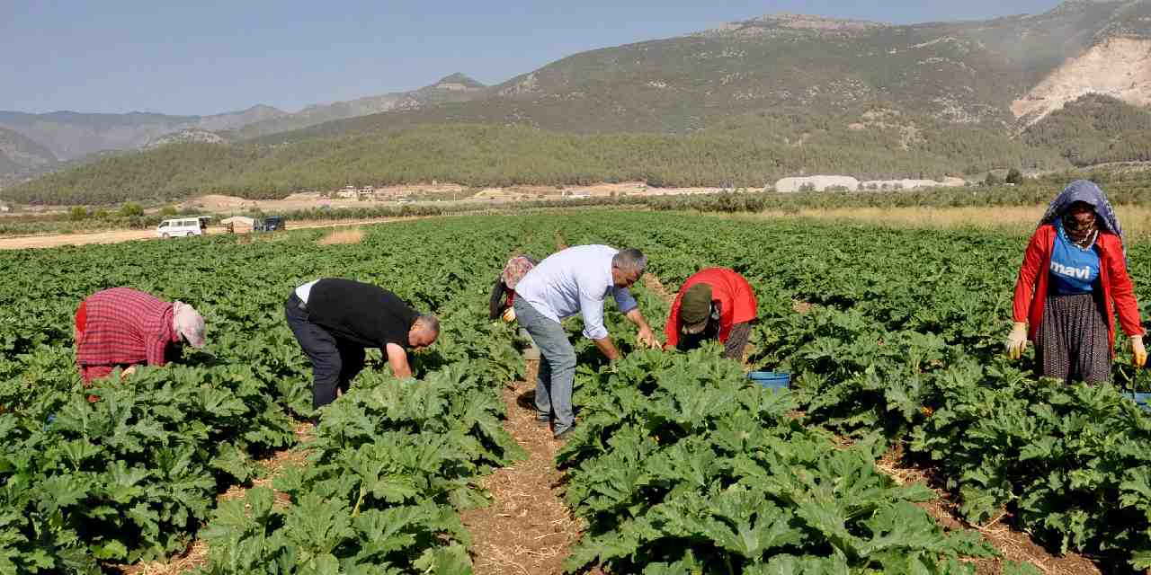 4 ay hasadi yapiliyor yurt disindan talep yagiyor kilosu tarlada 25 lira eeyJTCVe