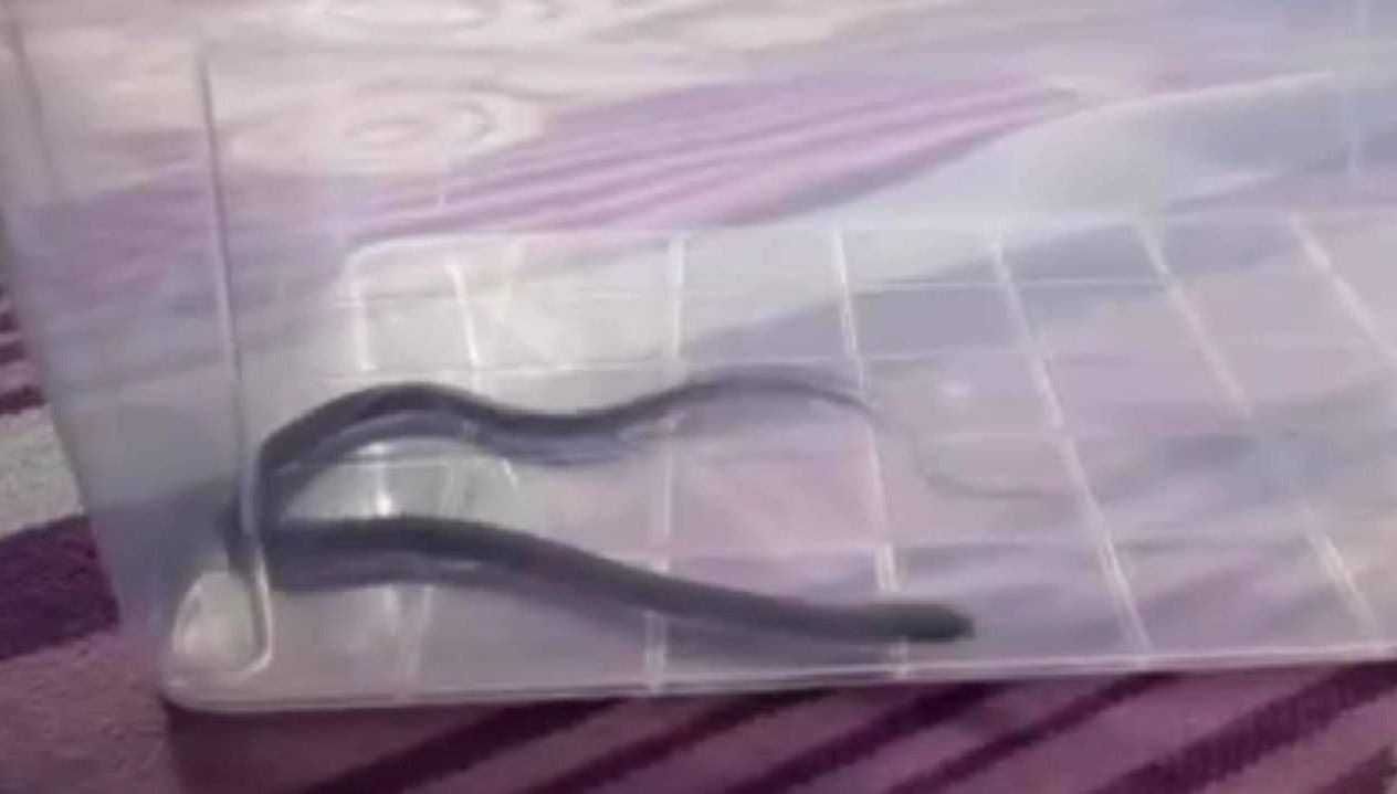 dorduncu katta cocuk odasindan cikti diyarbakirda yilan panigi rlVzVrHA