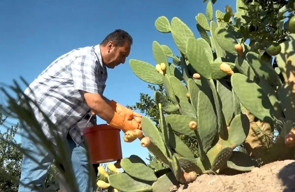 mersinde dikenli incir dondurmasi uretimi basladi TTCiInH5.jpg