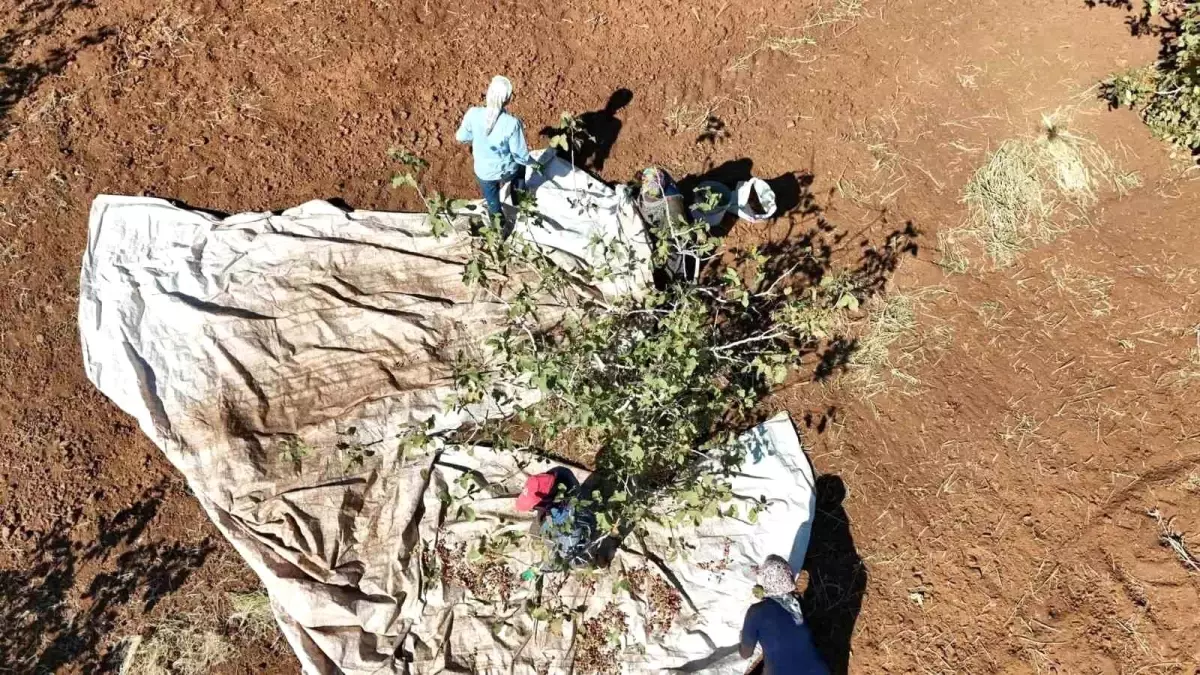 idilde fistik hasadi umut asiladi WYk8JeeD.jpg